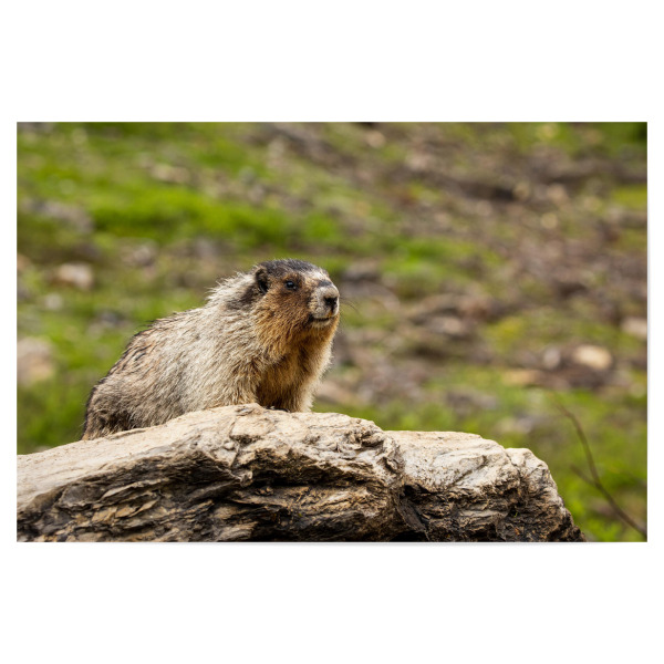 Poster "Murmeltier in der Wildnis" artboxONE - Natur,Tiere - Murmeltier,Nagetier,Rocky mountains,Kanada,Wildlife,Niedlich,Jasper,Banff