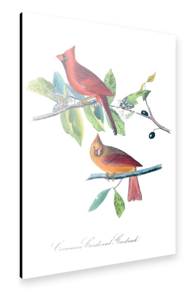 Alu-Dibond "Orange und rote Vögel von Amerika" 30x20 cm artboxONE