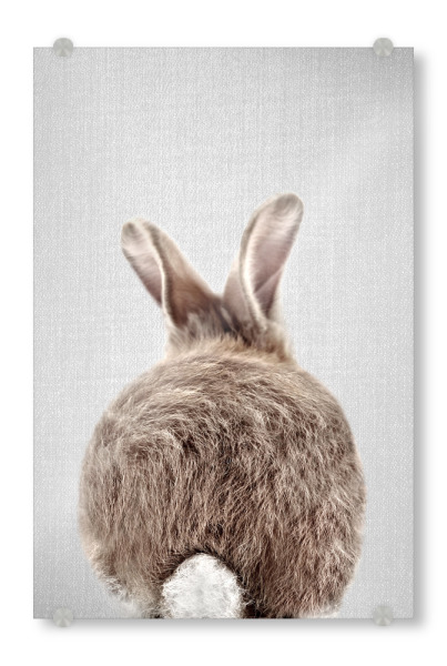 Acrylglasbild "Baby-Kaninchenschwanz - bunt" artboxONE - Natur,Für Kinder,Tiere,Liebe,Lustig