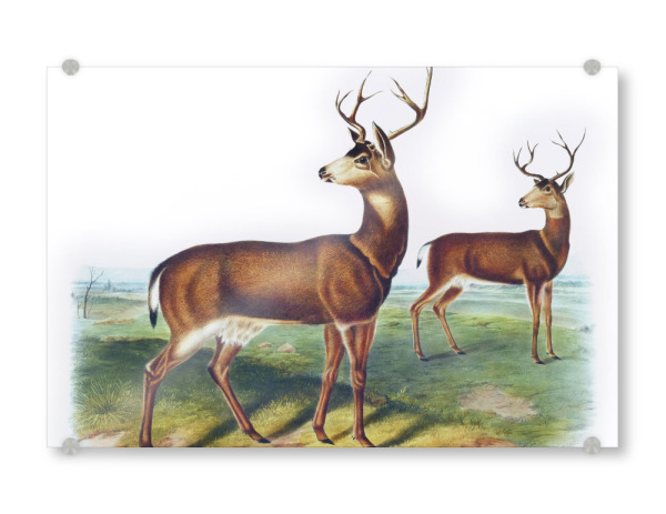 Acrylglasbild "Kolumbianischer Schwarzwedelhirsch" artboxONE - Natur,Für Kinder,Tiere,Für Mama,Für Papa