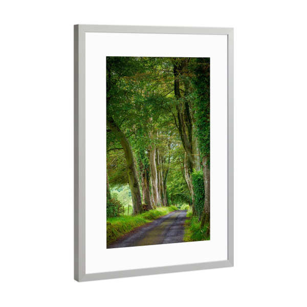 Poster mit Rahmen Silber "Eine Baumallee" artboxONE - Natur - Wald,Irland,Allee,Baum,Baumallee,Natur,Landschaft