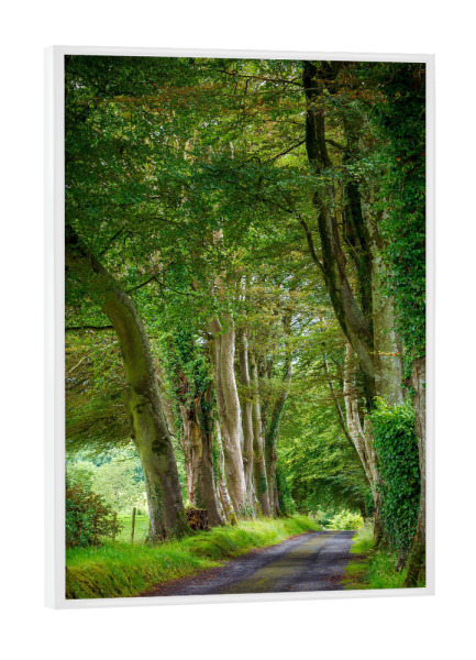 Poster mit weißem Rahmen "Eine Baumallee" artboxONE - Natur - Wald,Irland,Allee,Baum,Baumallee,Natur,Landschaft
