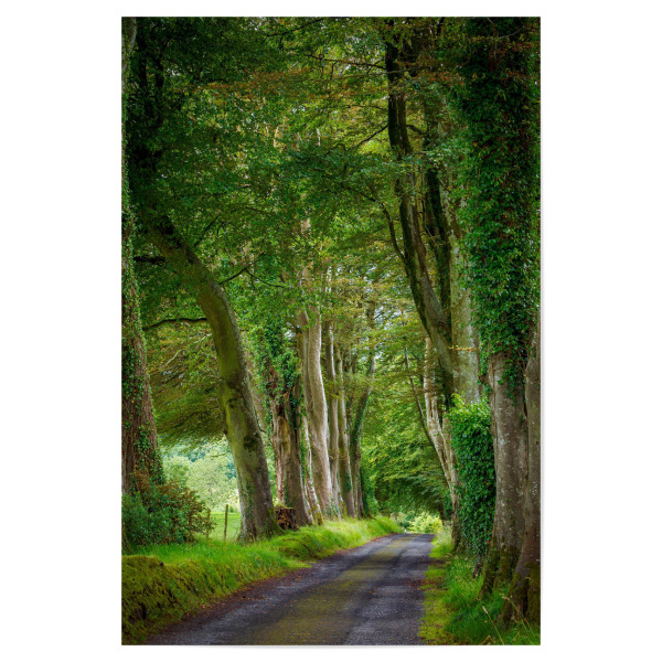Poster "Eine Baumallee" artboxONE - Natur - Wald,Irland,Allee,Baum,Baumallee,Natur,Landschaft