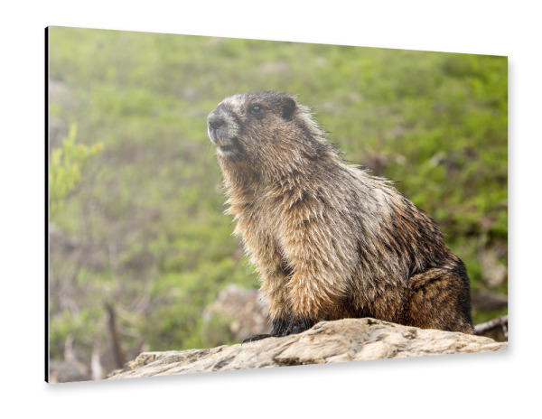 Alu-Dibond "Das Murmeltier" 30x20 cm artboxONE