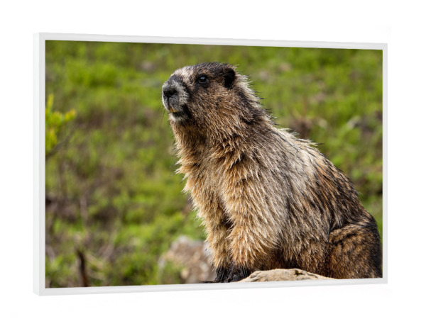 Poster mit weißem Rahmen "Das Murmeltier" artboxONE - Natur,Tiere - Murmeltier,Nagetier,Rocky mountains,Kanada,Wildlife,Niedlich,Jasper,Banff