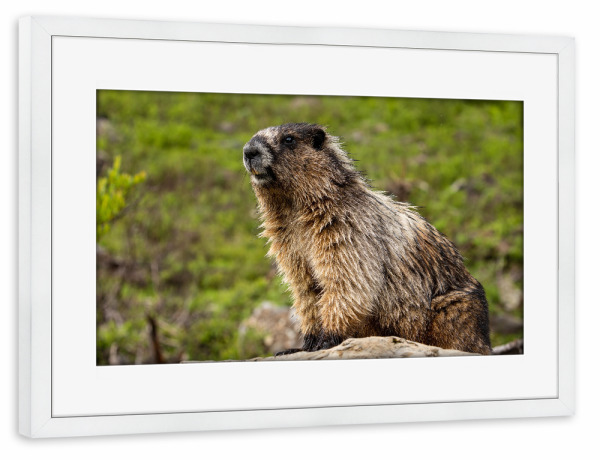 Poster mit Rahmen weiß "Das Murmeltier" artboxONE - Natur,Tiere - Murmeltier,Nagetier,Rocky mountains,Kanada,Wildlife,Niedlich,Jasper,Banff