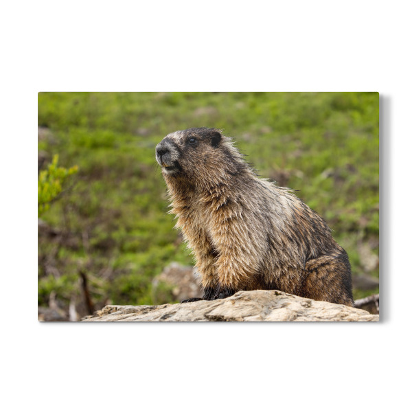 Galerie-Print "Das Murmeltier" 30x20 cm artboxONE