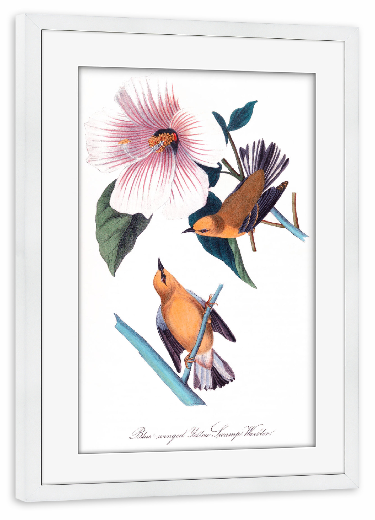 Poster mit Rahmen weiß "Orange und braune Vögel" artboxONE - Natur,Reise,Für Kinder,Tiere,Für Mama