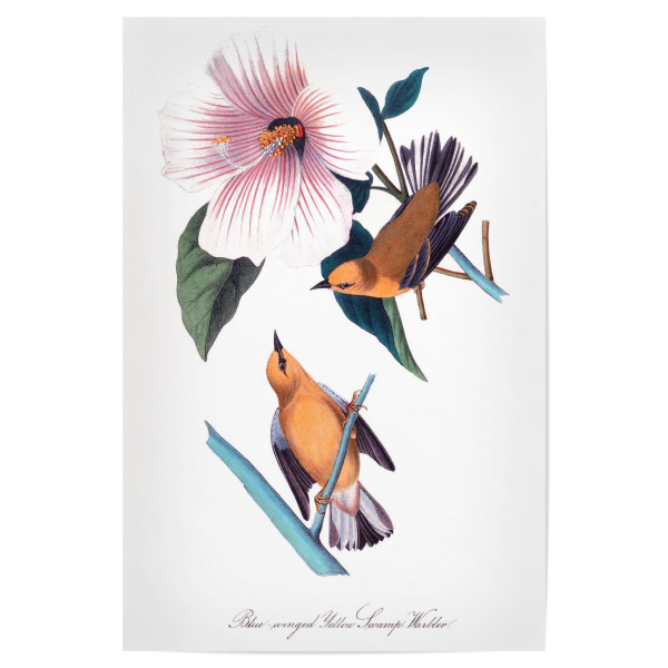 Poster 30x20 cm "Orange und braune Vögel" artboxONE - Natur,Reise,Für Kinder,Tiere,Für Mama