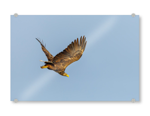 Acrylglasbild "Der Seeadler" artboxONE - Tiere - Adler,Seeadler,Flug,Fliegen,Tierwelt,Vogel,Wildlife,Freiheit