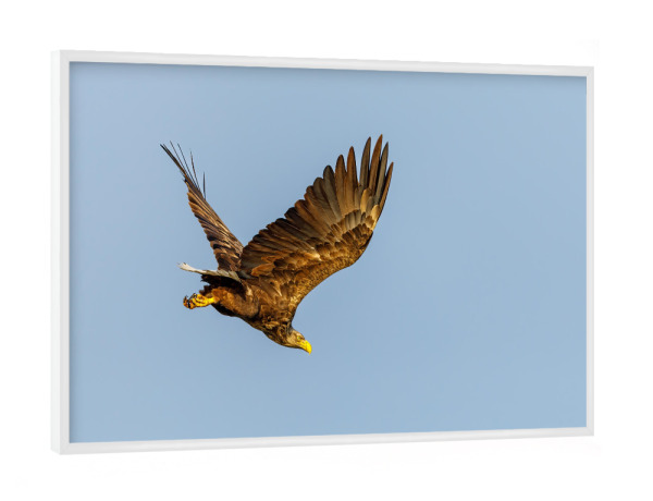 Poster mit weißem Rahmen "Der Seeadler" artboxONE - Tiere - Adler,Seeadler,Flug,Fliegen,Tierwelt,Vogel,Wildlife,Freiheit