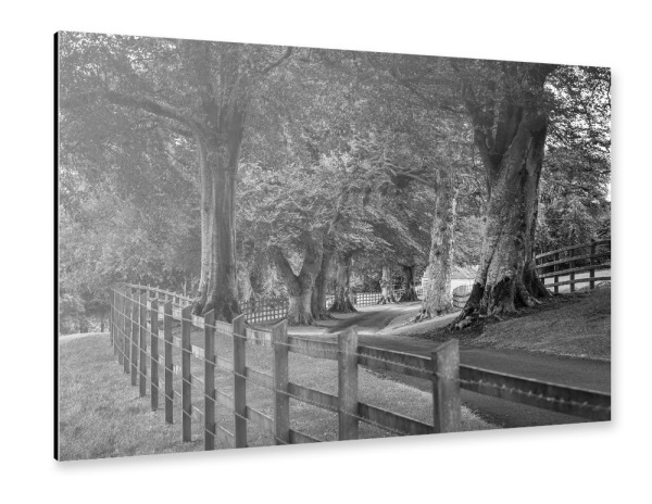 Alu-Dibond "Irische Baumallee Irland" 30x20 cm artboxONE