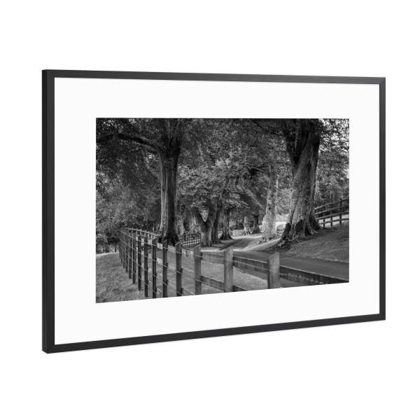 Poster mit Rahmen Schwarz (Metallic) "Irische Baumallee Irland" artboxONE - Natur,Schwarzweiß - Wald,Irland,Allee,Baum,Baumallee,Natur,Landschaft