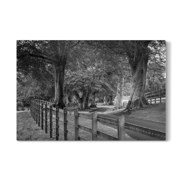 Galerie-Print "Irische Baumallee Irland" 30x20 cm artboxONE