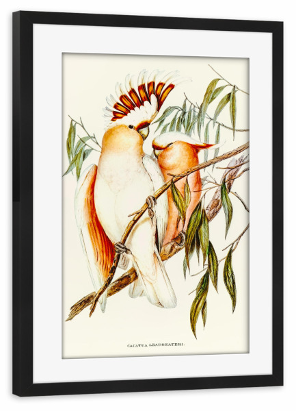 Poster mit Rahmen schwarz "Leadbeater's Kakadu" artboxONE - Natur,Für Kinder,Tiere,Für Mama,Für Papa