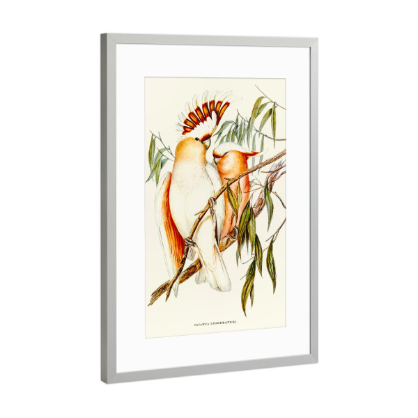Poster mit Rahmen Silber "Leadbeater's Kakadu" artboxONE - Natur,Für Kinder,Tiere,Für Mama,Für Papa