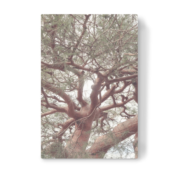 Leinwandbild "Riesiger Baum" artboxONE - Natur,Floral - Baum,Riesenbaum