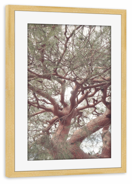 Poster mit Rahmen kiefer "Riesiger Baum" artboxONE - Natur,Floral - Baum,Riesenbaum