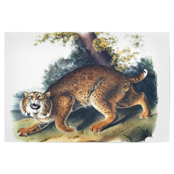 Poster "Amerikanische Wildkatze" artboxONE - Natur,Für Kinder,Tiere,Für Mama,Für Papa