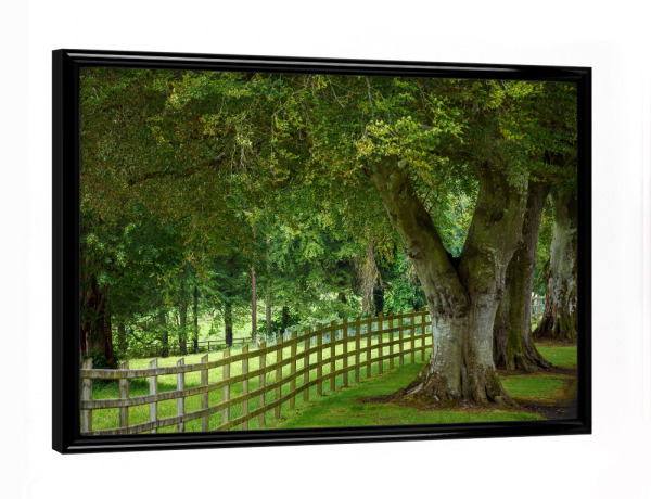 Poster mit schwarzem Rahmen "Baumallee in Irland" artboxONE - Natur - Wald,Irland,Allee,Baum,Baumallee,Natur,Landschaft