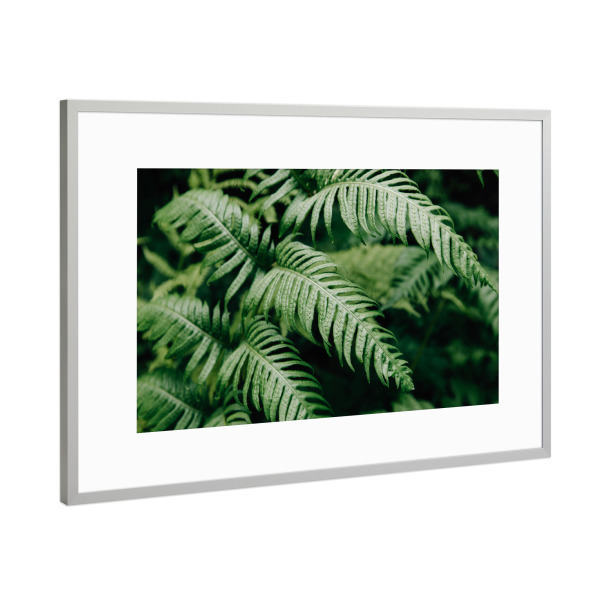 Poster mit Rahmen Silber "Farnschönheit" artboxONE - Natur,Floral,Abstrakt - Farn,Farne,Pflanze,Pflanzen,Botanik,Natur,Grün,Urwald,Botanisch,Floral