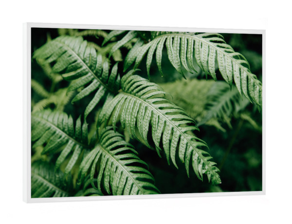 Poster mit weißem Rahmen "Farnschönheit" artboxONE - Natur,Floral,Abstrakt - Farn,Farne,Pflanze,Pflanzen,Botanik,Natur,Grün,Urwald,Botanisch,Floral