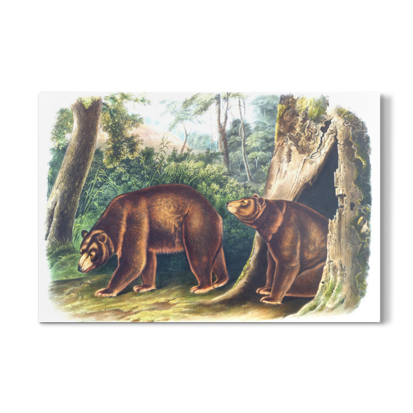 Galerie-Print "Zimtbär" 30x20 cm artboxONE