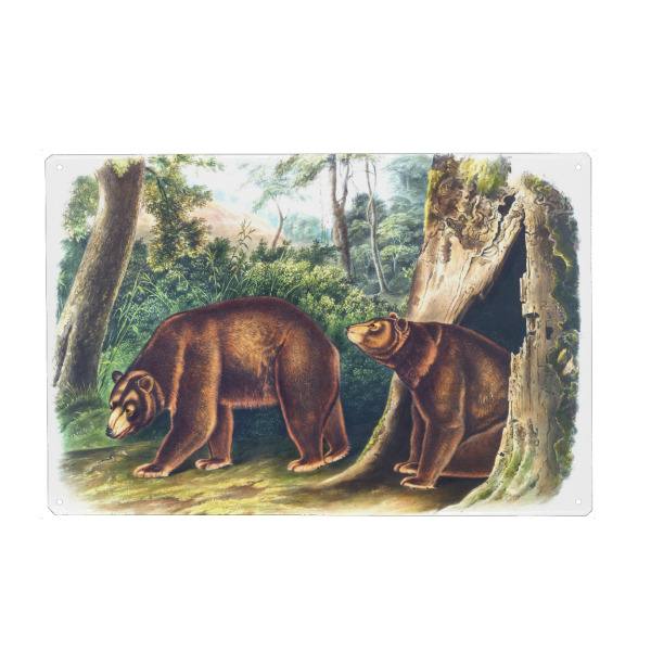 Metall Poster "Zimtbär" artboxONE - Natur,Für Kinder,Tiere,Für Mama,Für Papa