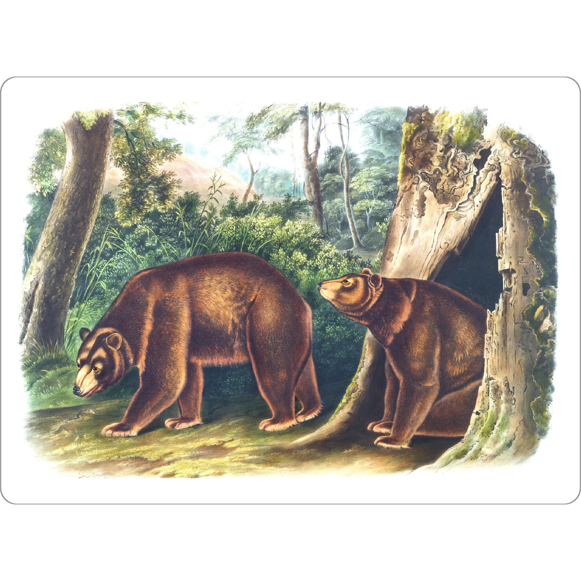 Tischset "Zimtbär" artboxONE - Natur,Für Kinder,Tiere,Für Mama,Für Papa