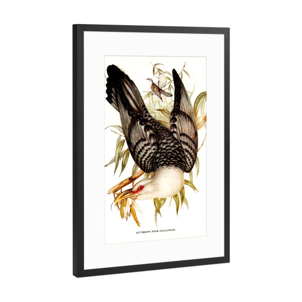 Poster mit Rahmen Schwarz (Metallic) "Kanal Bill Kuckuck" artboxONE - Natur,Für Kinder,Tiere,Für Mama,Für Papa