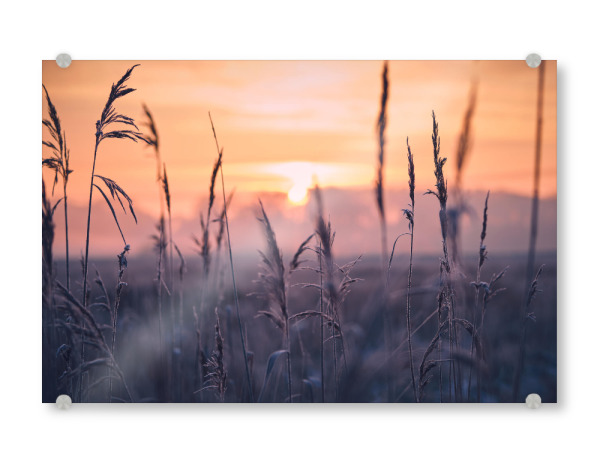 Acrylglasbild "Frost im Schilfgras am Morgen" artboxONE - Natur