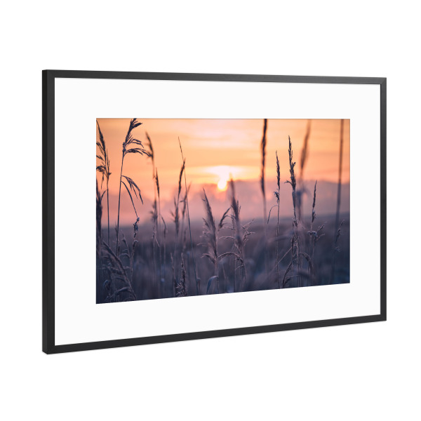 Poster mit Rahmen Schwarz (Metallic) "Frost im Schilfgras am Morgen" artboxONE - Natur