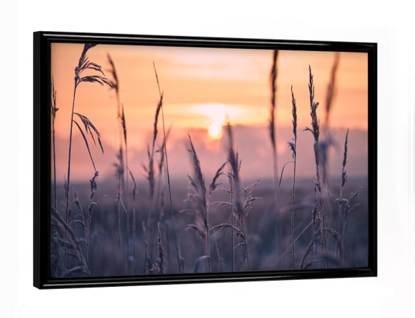 Poster mit schwarzem Rahmen "Frost im Schilfgras am Morgen" artboxONE - Natur
