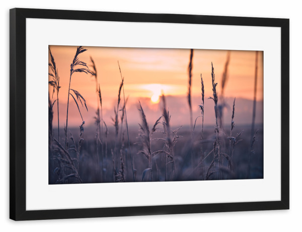 Poster mit Rahmen schwarz "Frost im Schilfgras am Morgen" artboxONE - Natur