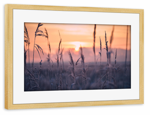 Poster mit Rahmen kiefer "Frost im Schilfgras am Morgen" artboxONE - Natur