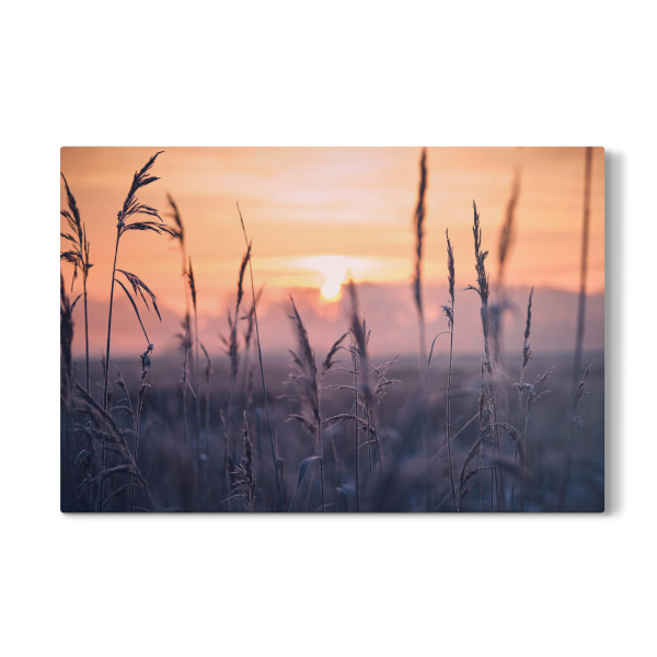 Galerie-Print "Frost im Schilfgras am Morgen" 30x20 cm artboxONE