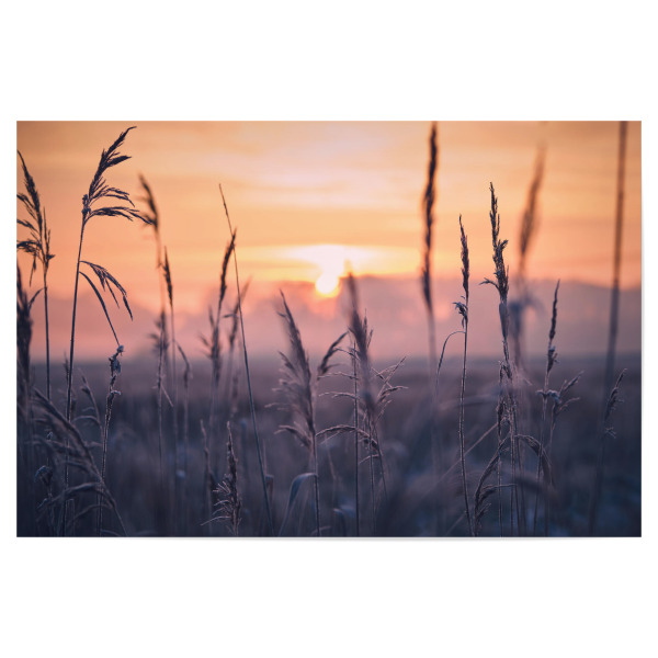 Poster 30x20 cm "Frost im Schilfgras am Morgen" artboxONE - Natur