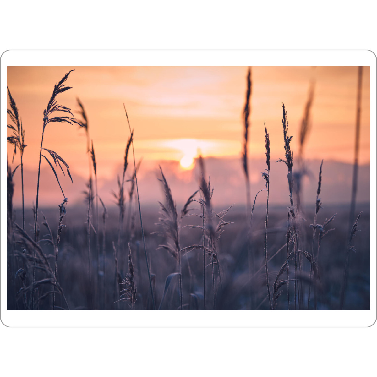 Tischset "Frost im Schilfgras am Morgen" artboxONE - Natur