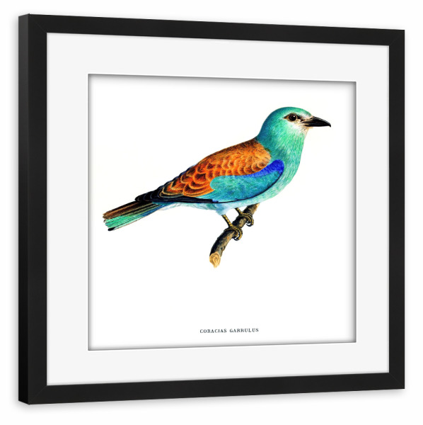 Poster mit Rahmen schwarz "Coracias Garrulus Lin" artboxONE - Natur,Für Kinder,Tiere,Für Mama,Für Papa