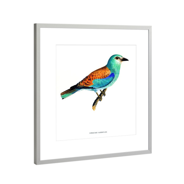 Poster mit Rahmen Silber "Coracias Garrulus Lin" artboxONE - Natur,Für Kinder,Tiere,Für Mama,Für Papa