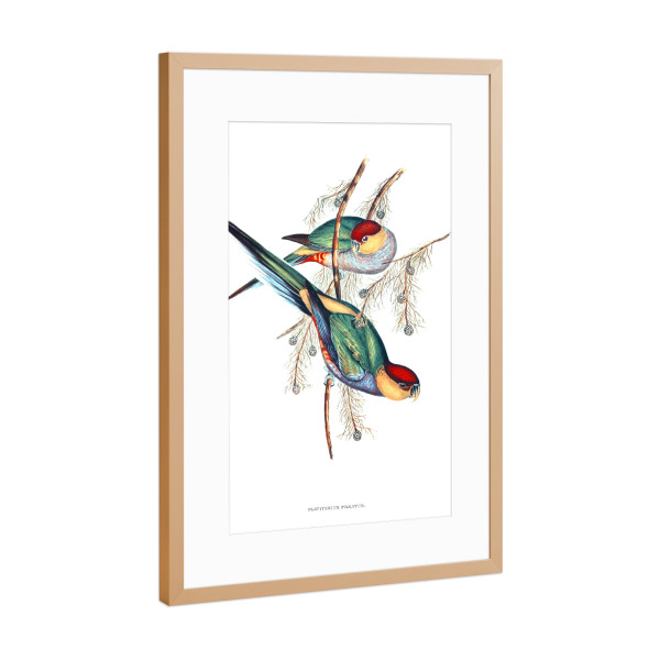 Poster mit Rahmen Kupfer "Rotkopfsittich" artboxONE - Natur,Für Kinder,Tiere,Für Mama,Für Papa