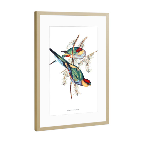 Poster mit Rahmen Gold "Rotkopfsittich" artboxONE - Natur,Für Kinder,Tiere,Für Mama,Für Papa