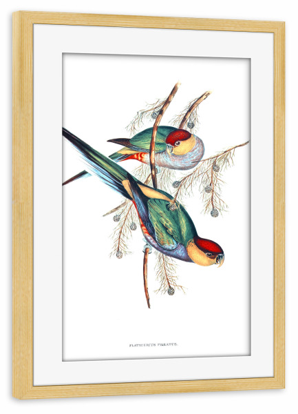 Poster mit Rahmen kiefer "Rotkopfsittich" artboxONE - Natur,Für Kinder,Tiere,Für Mama,Für Papa
