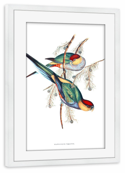 Poster mit Rahmen weiß "Rotkopfsittich" artboxONE - Natur,Für Kinder,Tiere,Für Mama,Für Papa