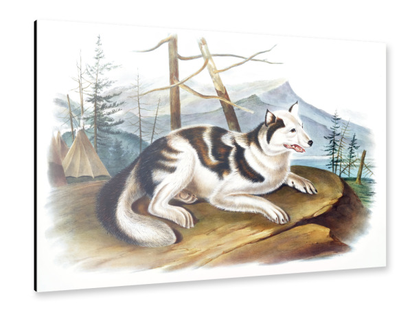 Alu-Dibond "Hase-indischer Hund" 30x20 cm artboxONE