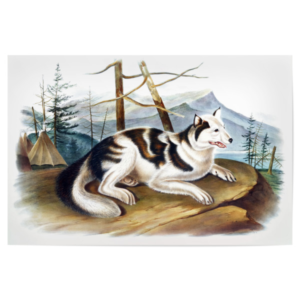 Poster 30x20 cm "Hase-indischer Hund" artboxONE - Natur,Für Kinder,Tiere,Für Mama,Für Papa