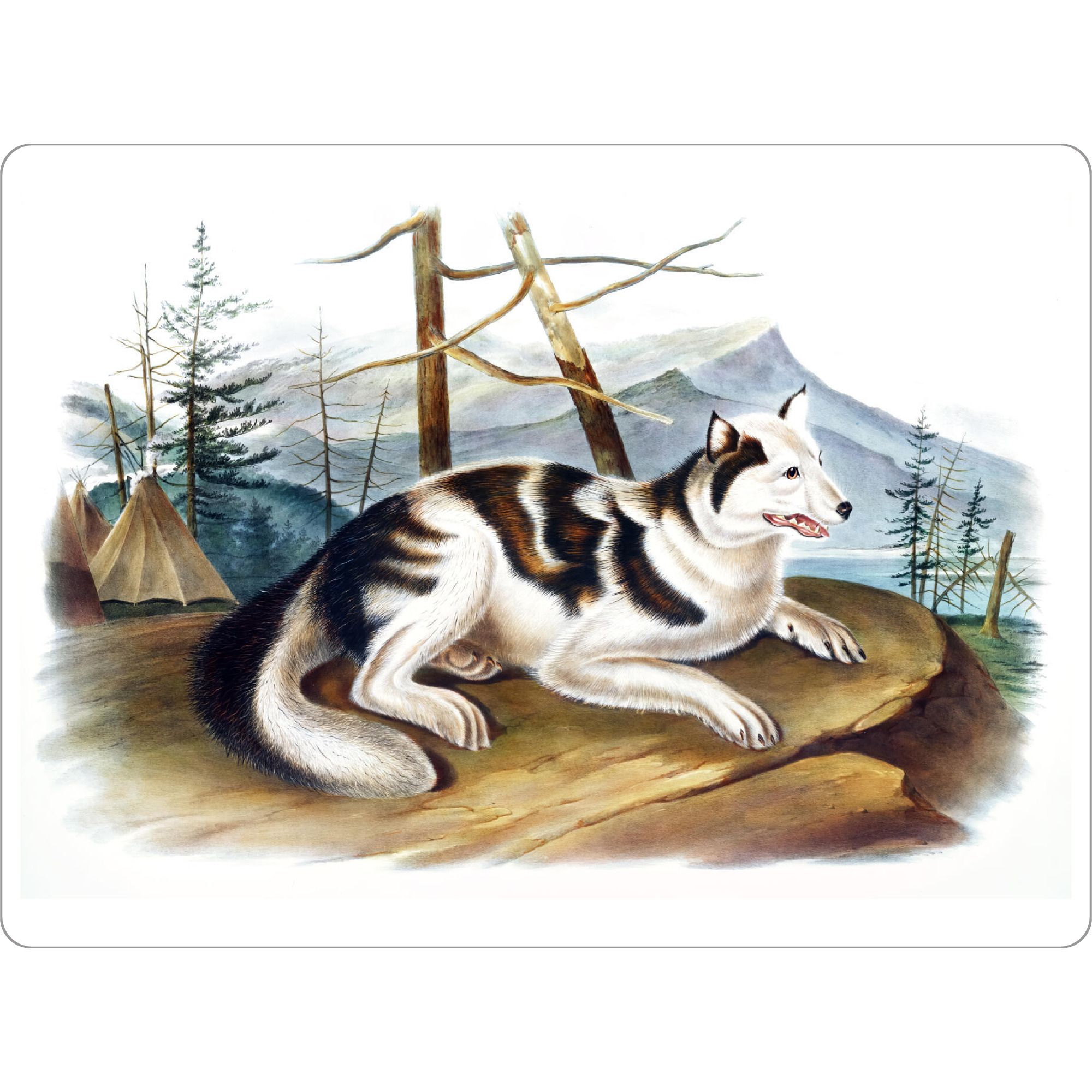 Tischset "Hase-indischer Hund" artboxONE - Natur,Für Kinder,Tiere,Für Mama,Für Papa