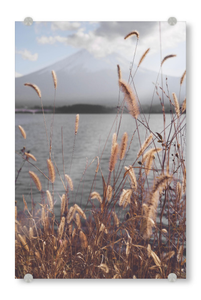 Acrylglasbild "Berg Fuji See" artboxONE - Natur,Floral,Reise / Asien,Städte / Tokio - Fuji,See,Pampa,Pampasgras,Landschaft