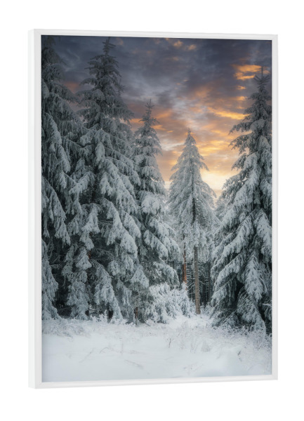 Poster mit weißem Rahmen "Abendsonne im Winterwald" artboxONE - Natur
