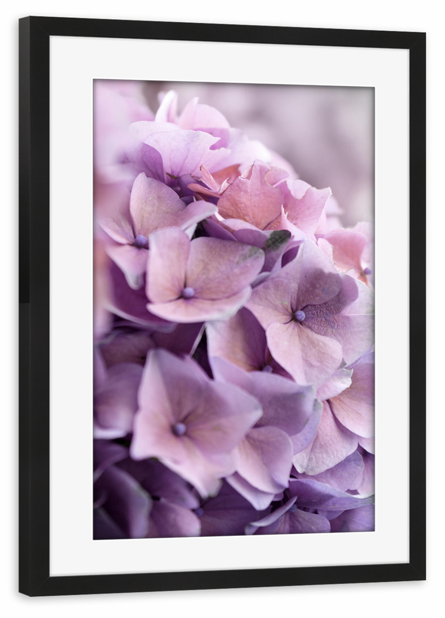 Poster mit Rahmen schwarz "Hortensie Blüten altrosa" artboxONE - Natur,Floral,Liebe,Für Mama